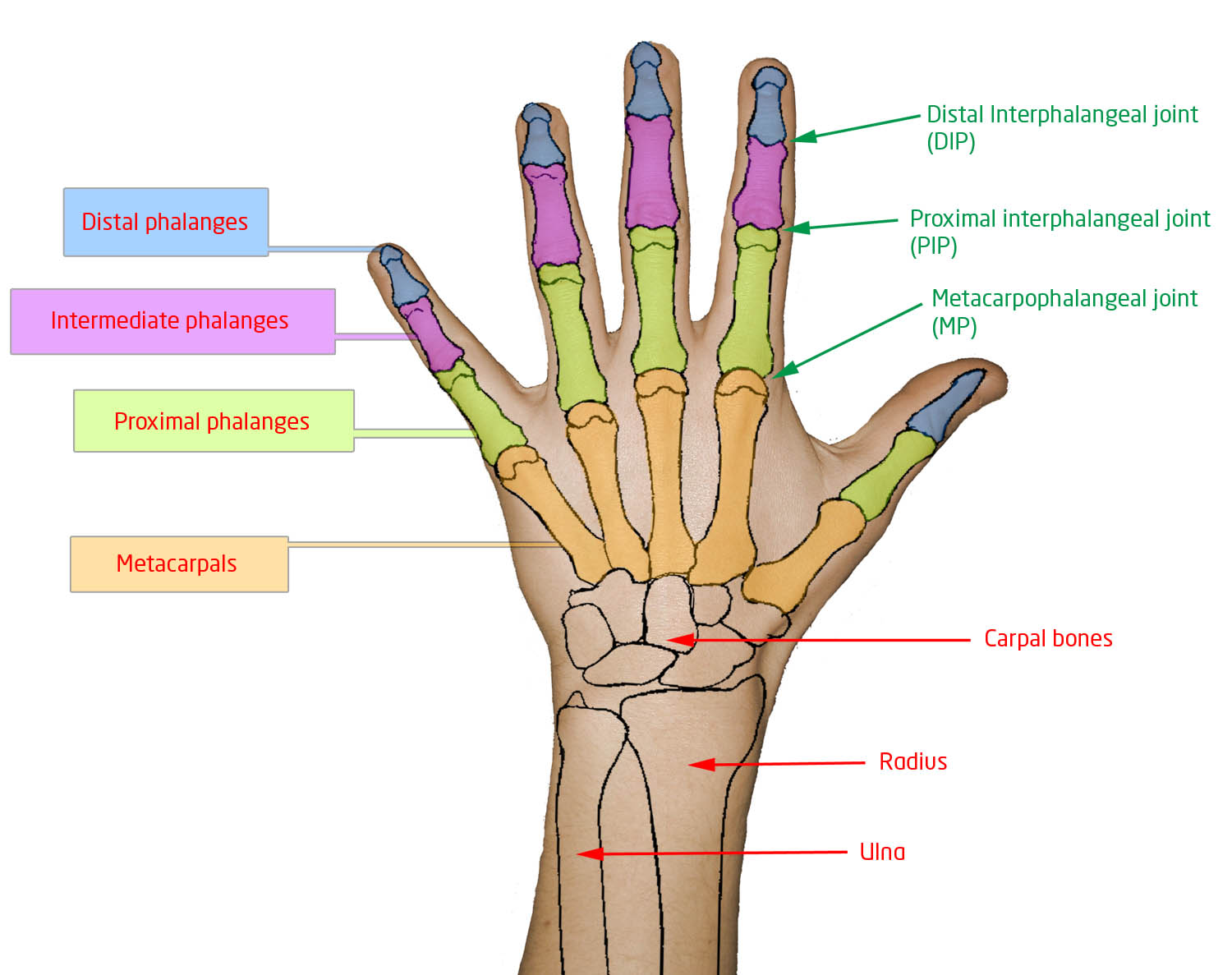 bone descriptions