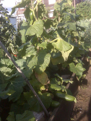 adam cucumber 5
